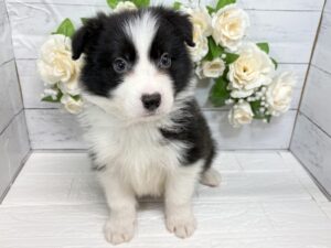 ボーダーコリー￥372,900(税込)→3/23まで￥339,900(税込)