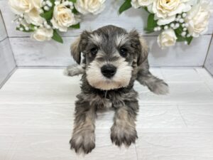 ミニチュアシュナウザー￥262,900(税込)→3/23まで￥229,900(税込)