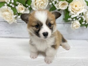 ⑦W.コーギーペンブローク￥405,900(税込)