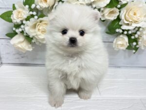 ③ポメラニアン￥317,900(税込)