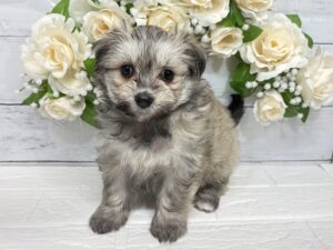 Mix(マルチーズ×ポメラニアン)￥218,900(税込)