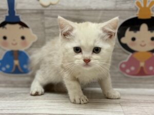 スコティッシュフォールド(立耳)　￥239,800(税込)→￥195,800(税込)