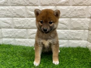 柴犬 ￥218,900(税込)→3/23まで￥185,900(税込)