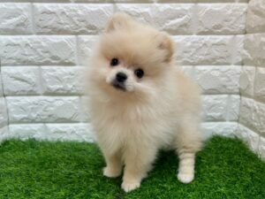 ポメラニアン￥207,900(税込)