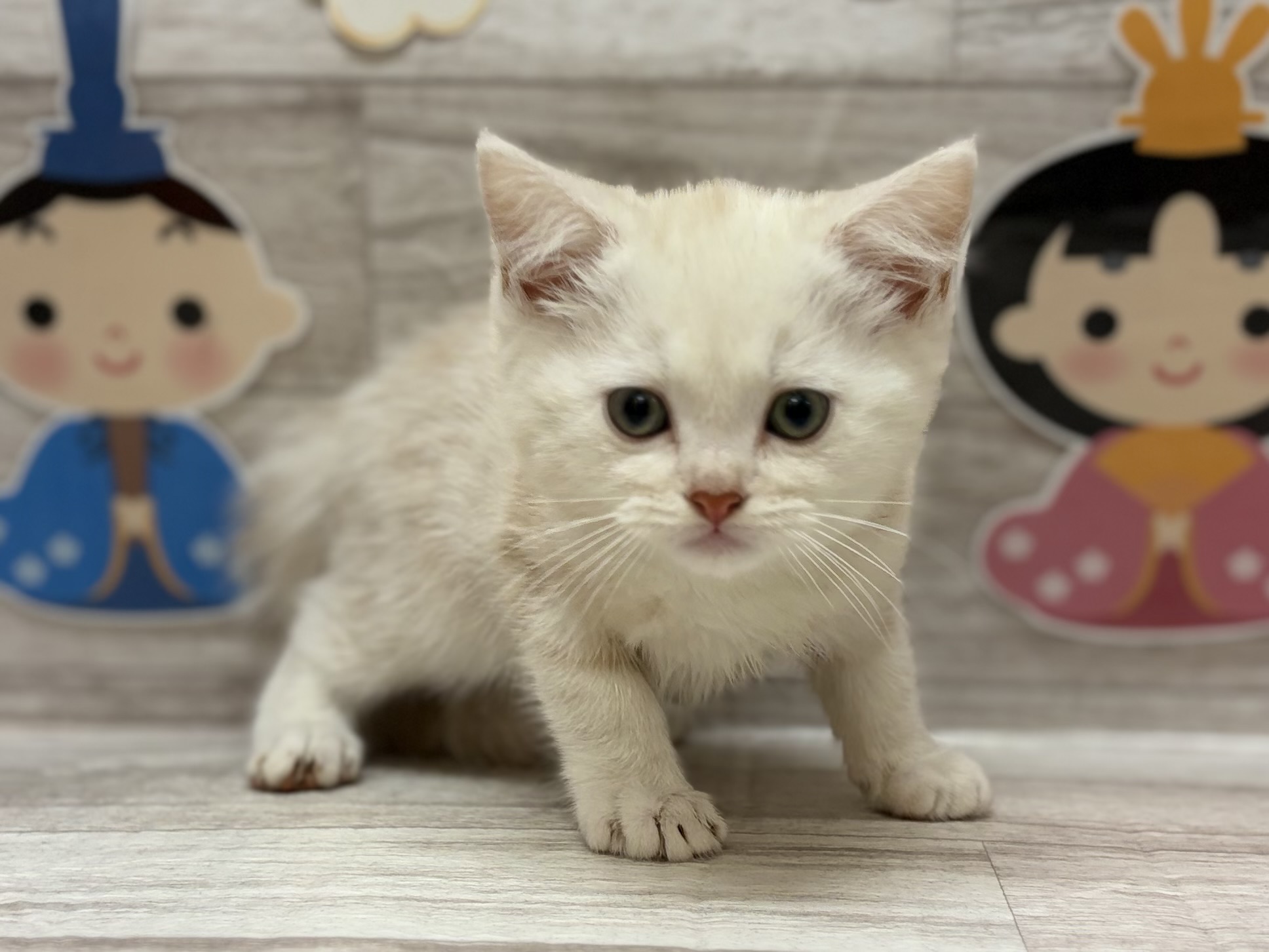 スコティッシュフォールド(立耳)