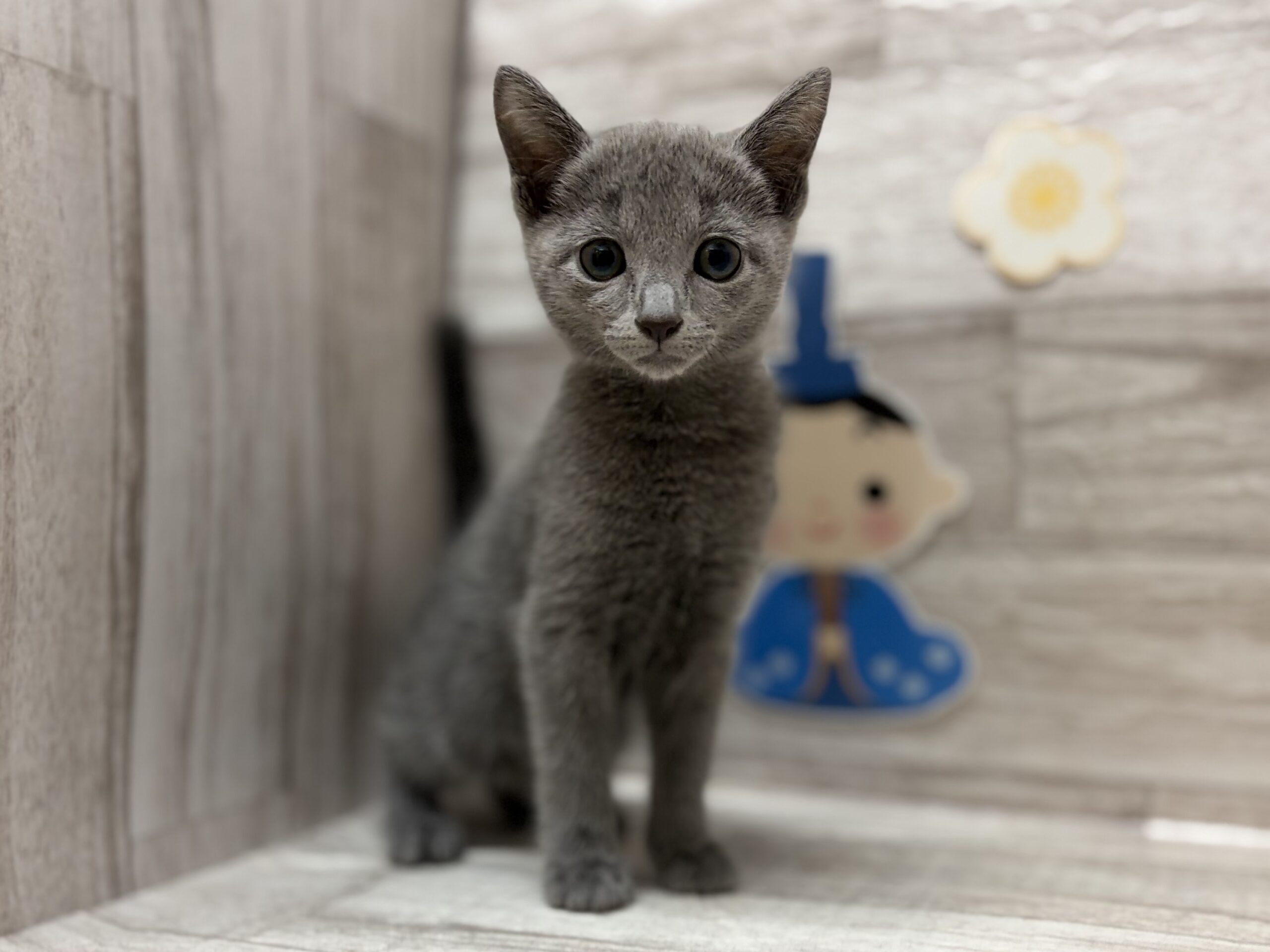 ①ロシアンブルー