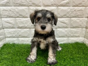 ミニチュアシュナウザー￥251,900(税込)