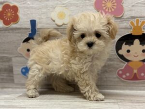 ②Mix(マルチーズ×トイプードル)　￥394,900(税込)→4/3～4/6まで￥361,900(税込)