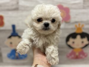 ③Mix(ペキニーズ×トイプードル)　￥250,800(税込)→￥217,800(税込)