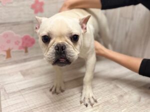 ④フレンチブルドッグ　総額￥414,860(税込)→5/6まで￥210,340(税込)