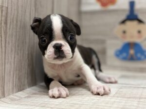 ④ボストンテリア　￥360,800(税込)