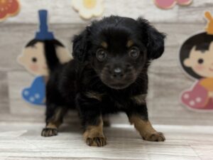 ⑤Mix(カニヘンダックスフンド×チワワ)　￥261,800(税込)