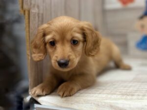 ⑥ミニチュアダックスフンド(ロング)　￥250,800(税込)→￥217,800(税込)