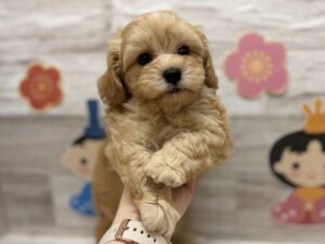 ⑧MIX(マルチーズ×トイプードル)　￥250,800(税込)