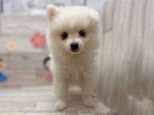 ⑨スピッツ　￥250,800(税込)→￥217,800(税込)