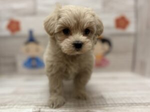 ⑩Mix(マルチーズ×トイプードル)　￥250,800(税込)