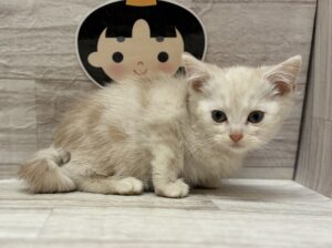 スコティッシュフォールド(立耳)　￥239,800(税込)→￥195,800(税込)