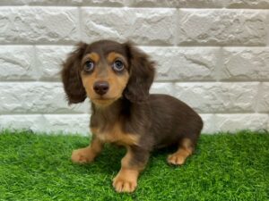 ミニチュアダックスフンド　￥317,900(税込)→3/23まで￥284,900(税込)