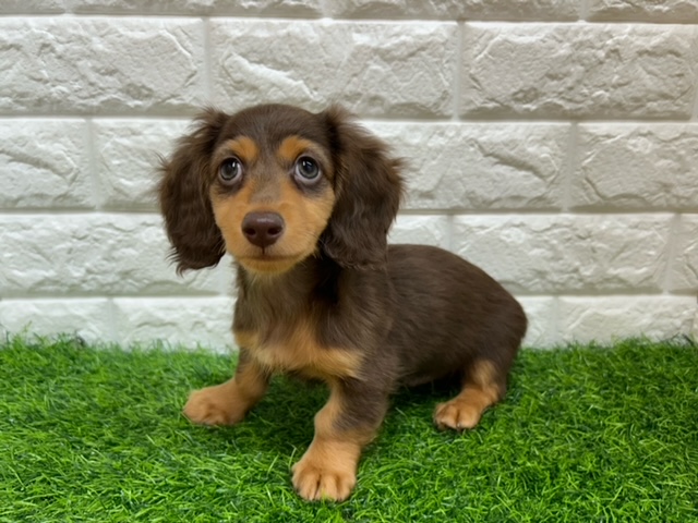 ミニチュアダックスフンド