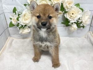 ④柴犬　￥218,900(税込)→3/23まで￥185,900(税込)