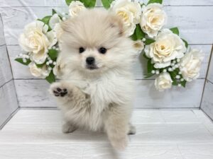 ポメラニアン￥295,900(税込)→3/23まで￥262,900(税込)
