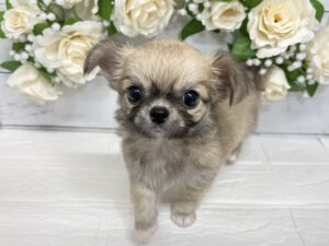 ①チワワ(ロング)￥251,900(税込)