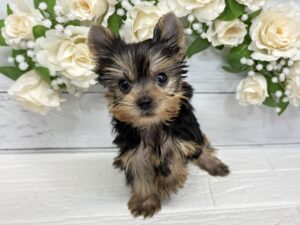 ⑥ヨークシャテリア￥284,900(税込)