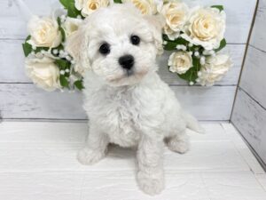 ⑲ビションフリーゼ￥361,900(税込)