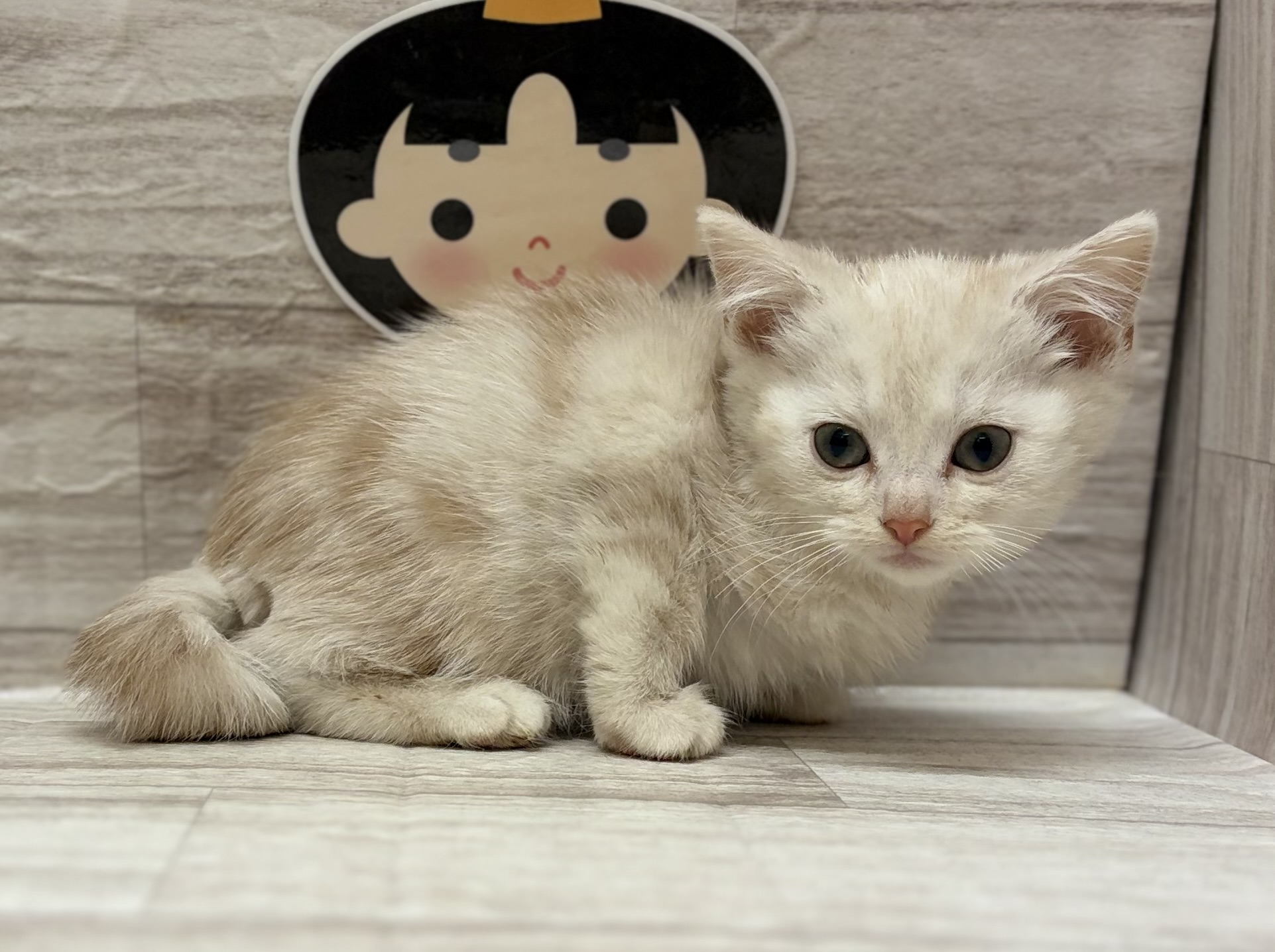 スコティッシュフォールド(立耳)