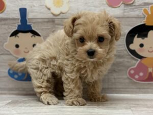 ⑪Mix(マルチーズ×トイプードル)　￥250,800(税込)