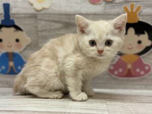 スコティッシュフォールド(立耳)　￥239,800(税込)→￥195,800(税込)