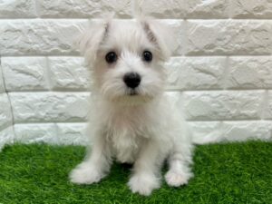 MIX(マルチーズ×ミニチュアシュナウザー) ￥185,900(税込)→3/23まで￥152,900（税込）