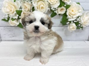 MIX(父マルチーズ×母シーズー)￥251,900(税込)→3/23まで￥218,900(税込)