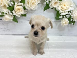 MIX(父チワワ(ロング)×母ミニチュアダックス(ロング))￥328,900(税込)→3/23まで￥286,000(税込)