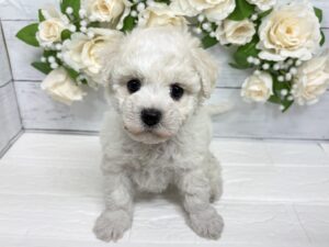 ⑲ビションフリーゼ￥361,900(税込)