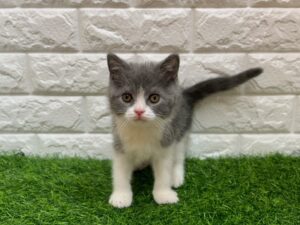 ブリティッシュショートヘアー ￥328,900(税込)→3/23まで→￥295,900(税込)