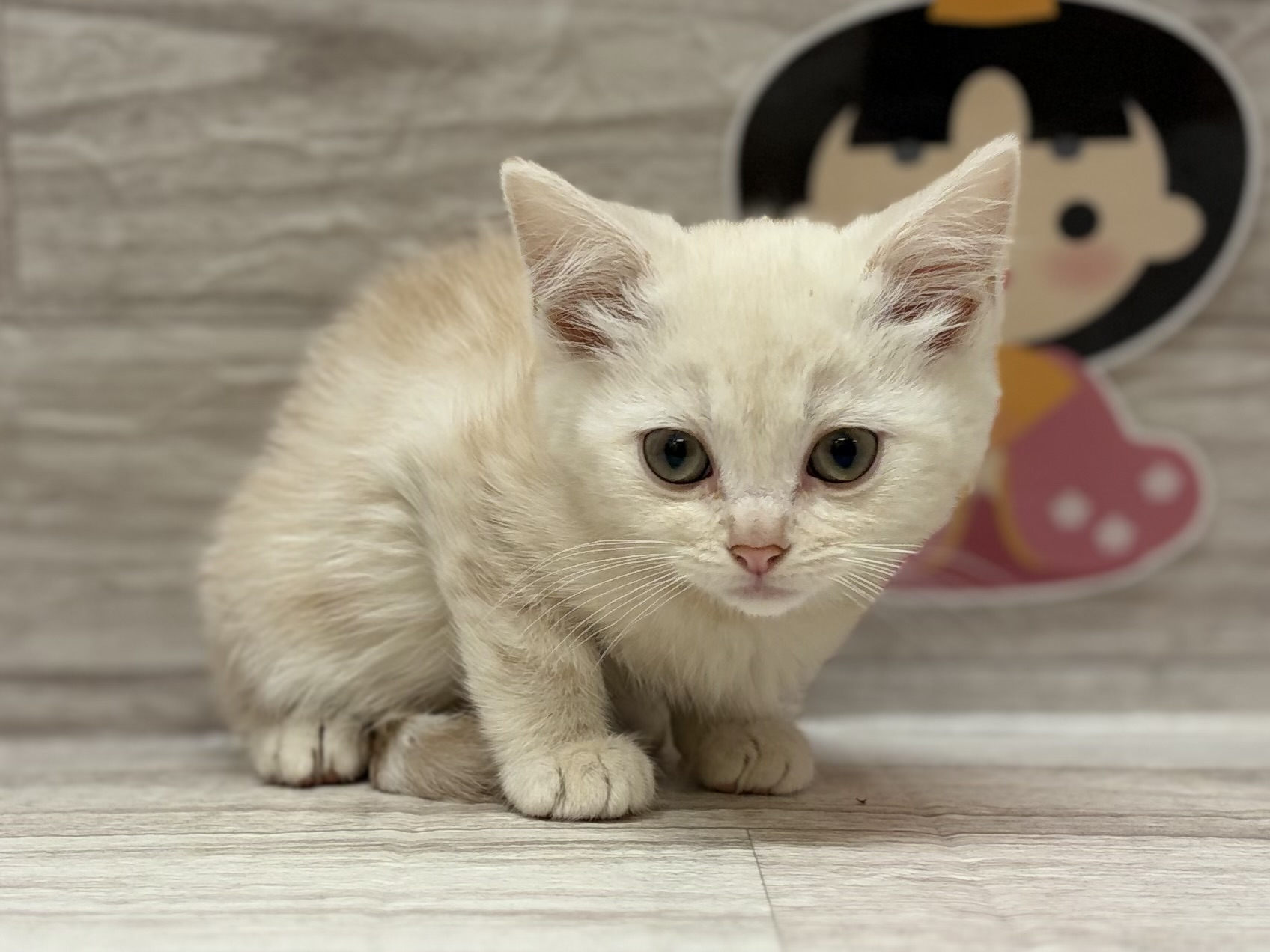 スコティッシュフォールド(立耳)