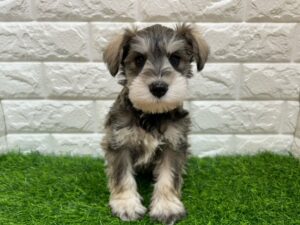 ミニチュアシュナウザー￥251,900(税込)