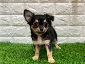 チワワ(ロング)￥207,900(税込)→3/23まで￥174,900(税込)