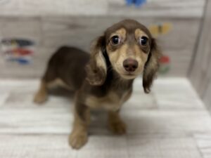 ミニチュアダックスフンド　￥327,800(税込)→5/6まで￥228,800(税込)