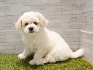 ビションフリーゼalt=