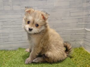 Mix(父マルチーズ×母ポメラニアン）￥218,900(税込)