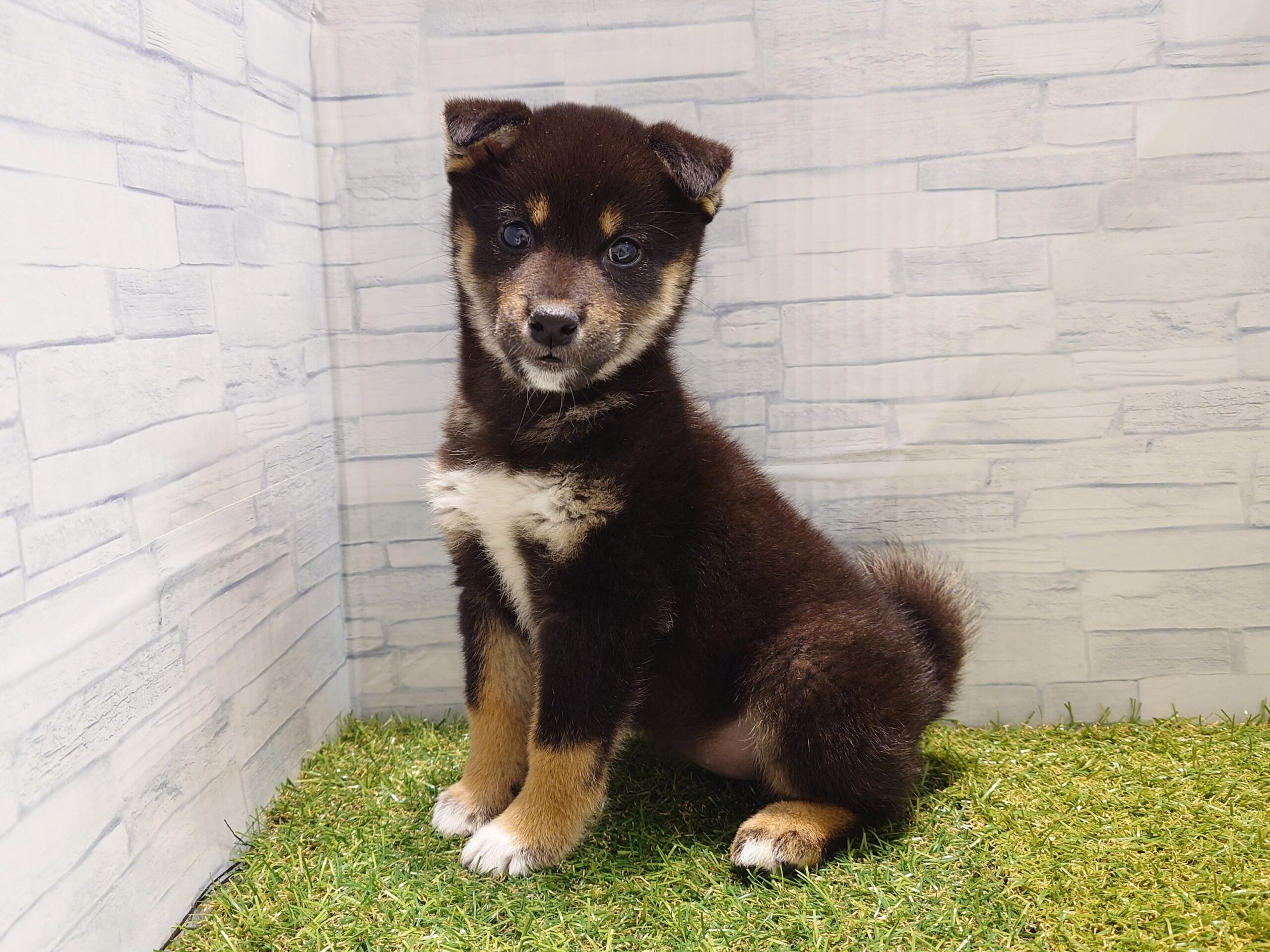 ⑧柴犬