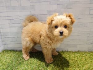 ⑱Mix（父ポメラニアン×母トイプードル）　￥262,900(税込)→5/6迄￥229,900（税込）