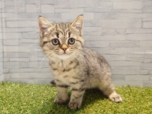 ミヌエット(足長)￥262,900(税込)→5/6迄￥229,900(税込)