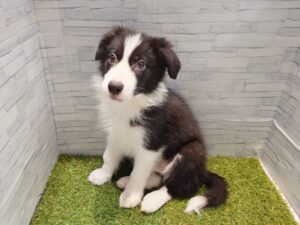 ボーダーコリー￥361,900(税込)→5/6迄￥328,900(税込)