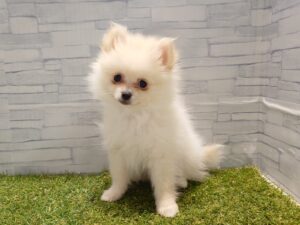 ポメラニアン￥251,900(税込)→5/6迄￥218,900(税込)