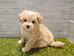 MIX(父マルチーズ×母トイプードル)￥295,900(税込)→5/6迄￥262,900(税込)