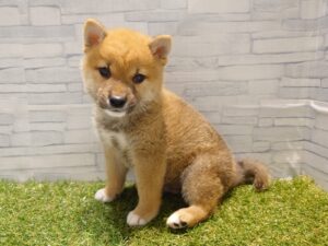 ⑬柴犬￥185,900(税込)→5/6迄152,900(税込)