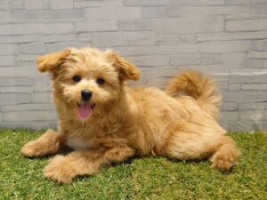 ⑱MIX（父ポメラニアン×母トイプードル）　￥262,900(税込)